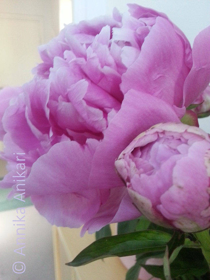 PionienHehkua_Mallikuva_Vesileimalla